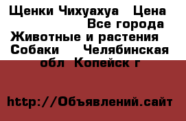 Щенки Чихуахуа › Цена ­ 12000-15000 - Все города Животные и растения » Собаки   . Челябинская обл.,Копейск г.